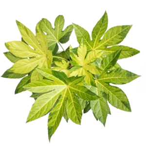 Fatsia Camouflage Above 075d438a 674d 45df 8b3e 2dcfbb6bc20c 1024x1024 300x300 - Castor Refined Oil 100g